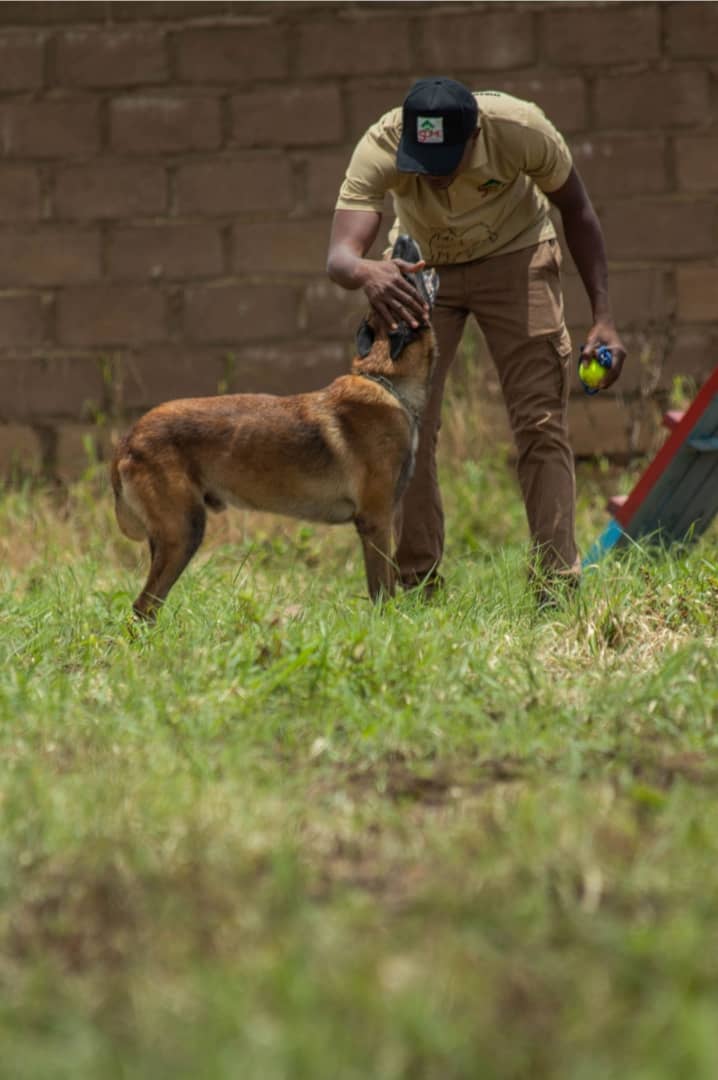 Éducation canine